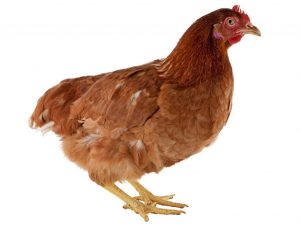 Kuban röd ras av kycklingar