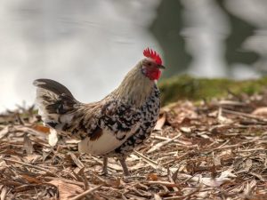 Livenskaya calico φυλή κοτόπουλων