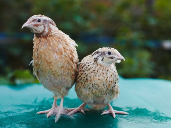 Manchu quails