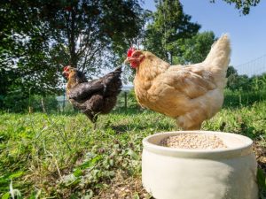 Mezclador para gallinas ponedoras y pollos de engorde