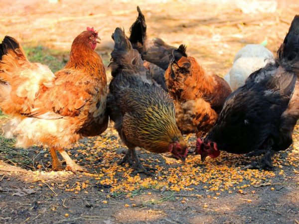 Vleesrassen van kippen