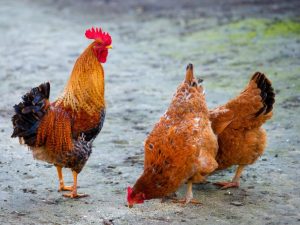 Raser av köttätande kycklingar