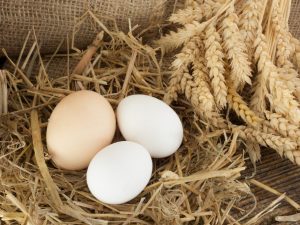 Kippen leggen eieren zonder schaal