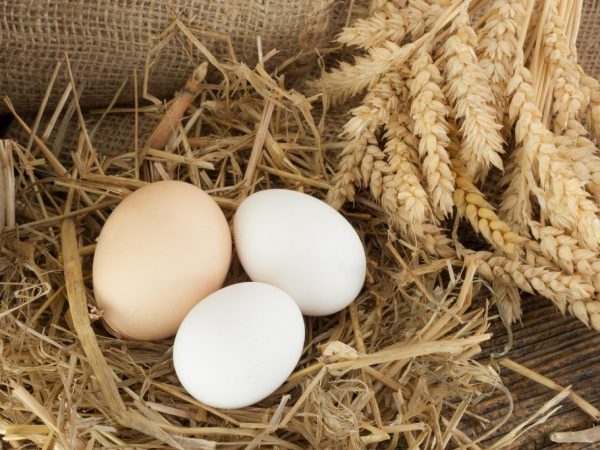 Las gallinas ponen huevos sin cáscara.
