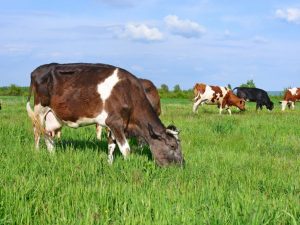 Dermatite lodulaire bovine