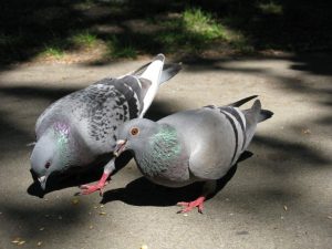 Smallpox in pigeons
