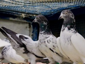 Pákistánští vysoko létající holuby
