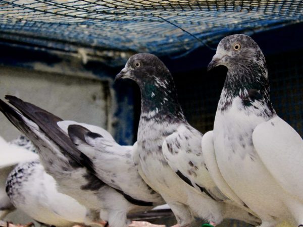 Pakistani high flying pigeons