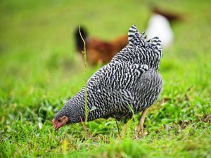 Plymouthrock chicken breed
