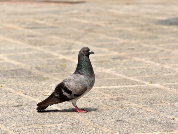 Why do pigeons nod their heads when walking