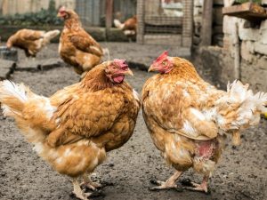 Proč se kuřata navzájem klování, dokud nekrvácejí