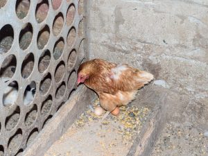 De ce găinile ciocănesc ouăle