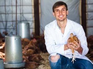 Why laying hens do not rush