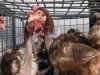 Proč kuřata padají peří