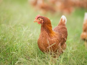 Diarrhea in laying hens