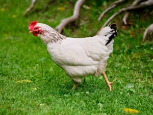 May Day ras av kycklingar