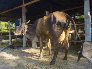 Postpartum paresis in cows