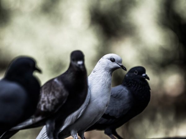 Signs about pigeons