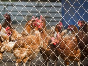 Vogelgrippe bei Hühnern