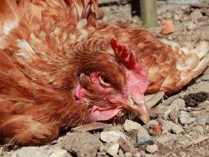 Pullorosis of chickens and chickens