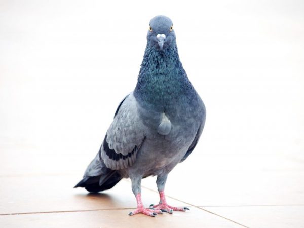 Élevage et élevage de pigeons à la maison