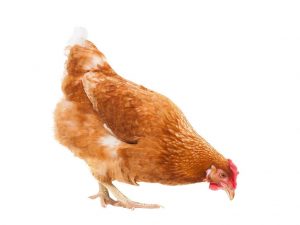 Redbro chicken breed