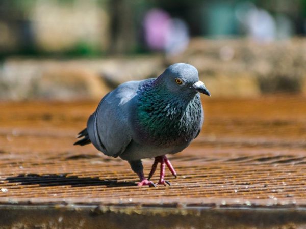 Rhodotium for pigeons