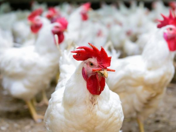 Salmonellosis in chickens