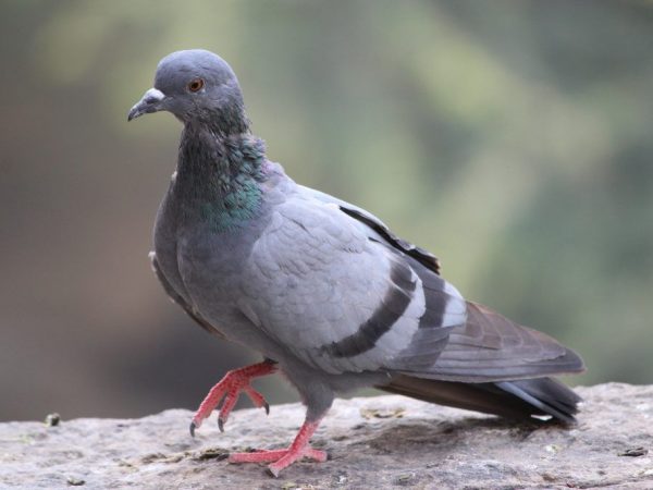 Salmonellosis in pigeons