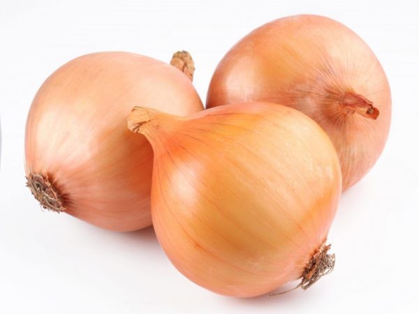 Cupido onion set