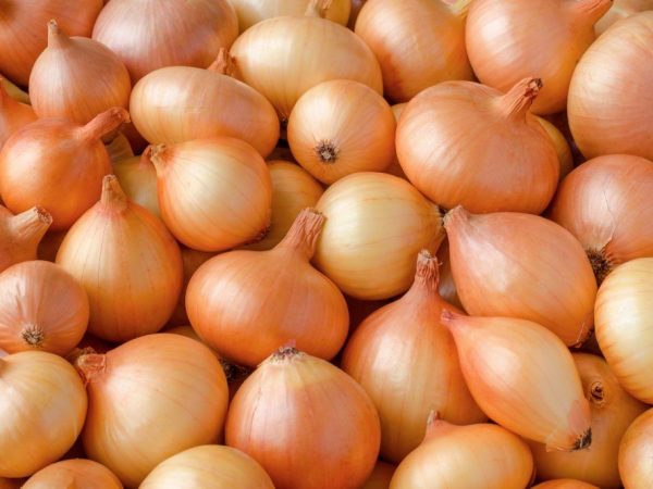 Onion set Sturon