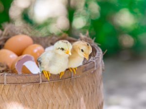 Hoeveel dagen broeden ganzen eieren uit