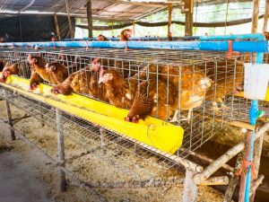 Keeping laying hens in cages