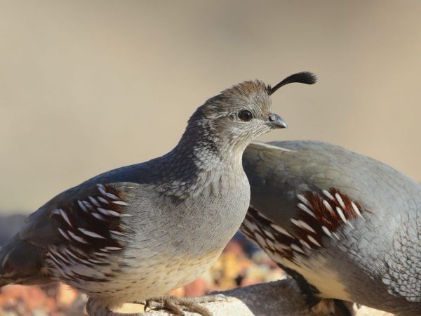 Keeping quails in the country