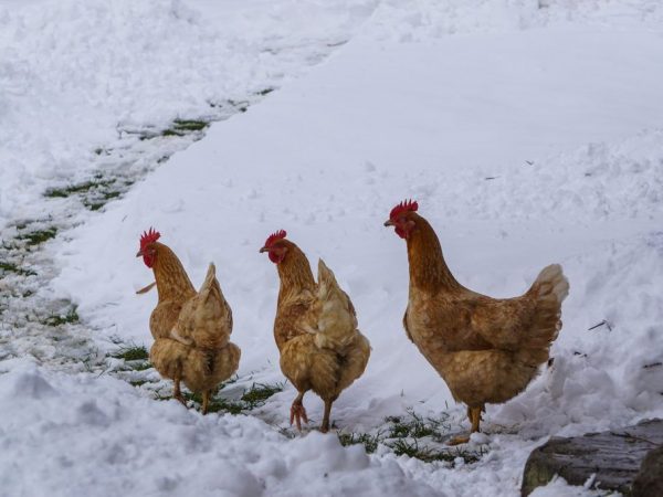 Håll kycklingar på vintern