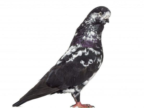 Tippler pigeons