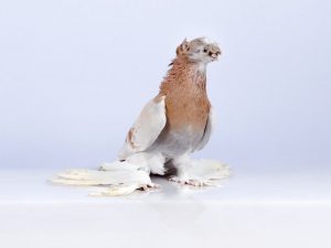Uzbecké holuby
