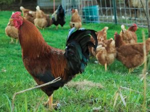Chickens breed Hungarian Giant