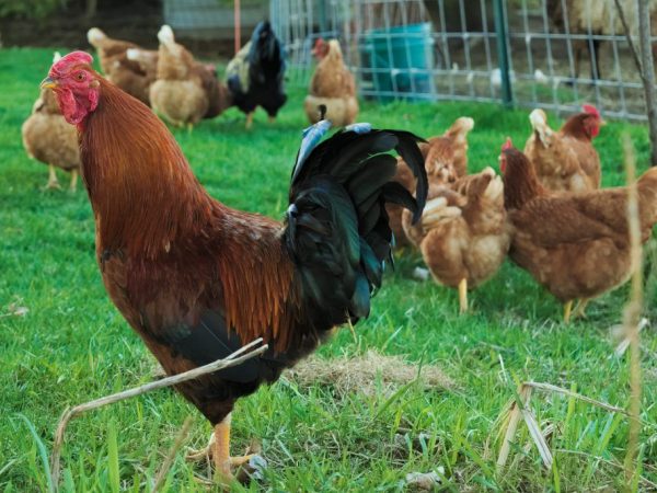 Τα κοτόπουλα αναπαράγουν ουγγρικό γίγαντα