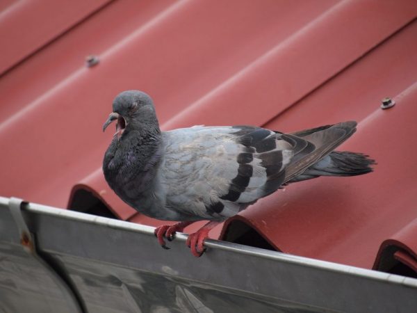 Brindille par les pigeons