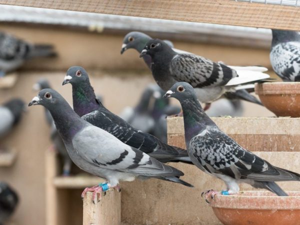 Vitamins and medicines for pigeons