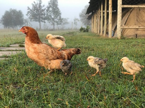 Oviduct prolaps hos kycklingar