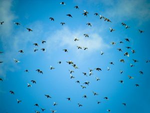 Porumbei zburători mari