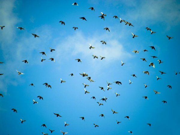 High flying pigeons