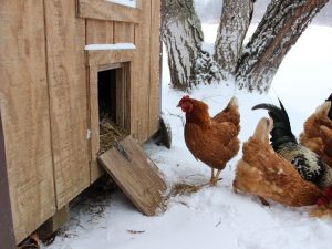 DIY vinter kyckling coop