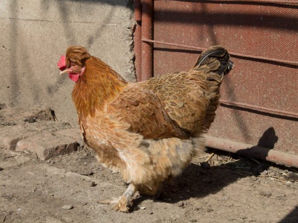 Χαρακτηριστικά των κοτόπουλων του Νιού Χάμσαϊρ