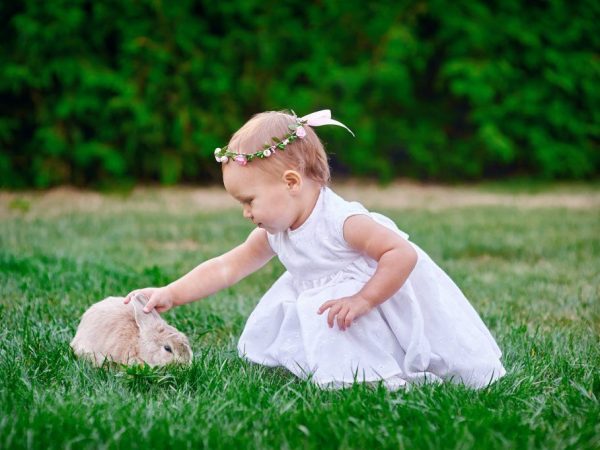 Alergia al conejo en un niño