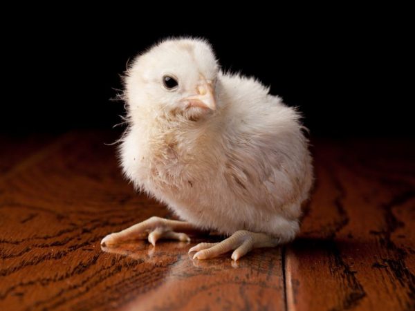 Kippen van het Ameraucana-ras hebben een hoge groeisnelheid en zijn gemakkelijk te verzorgen.