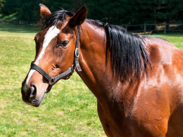 English thoroughbred horse breed