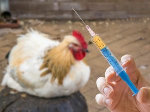 Antibiotica voor leghennen en kippen